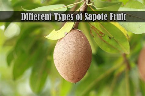red apple zapote|9 Different Types of Sapote Fruit with Images .